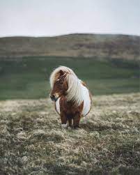 See more ideas about horses, horses and dogs, corgi. Pony Corgi Of Horse Fonpoo Cute Pony Shetland Pony Cute Ponies Animals Beautiful