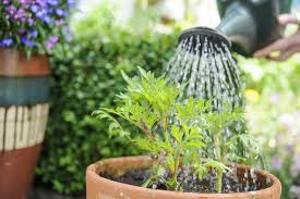 Protect Your Garden Against Dry Spells