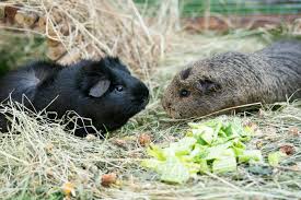 Adapt Your Guinea Pigs Environment