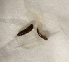 black and brown larvae on cats blanket
