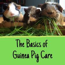 Everything You Need To Care For A Guinea Pig A New Owners