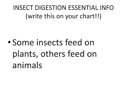 Ppt Insect Digestion Essential Info Write This On Your