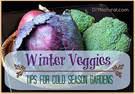 winter vegetables tips for a cold