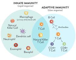 Image result for adaptive immune system images