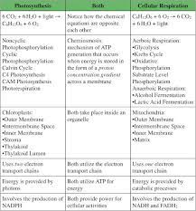 Relationship Between Photosynthesis And