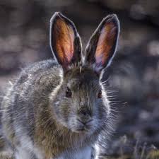 Snowshoe Hare National Geographic