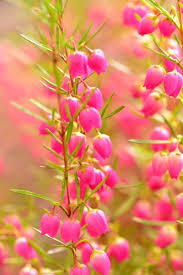 growing red boronia plants