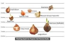 Can you plant multiple bulbs together?