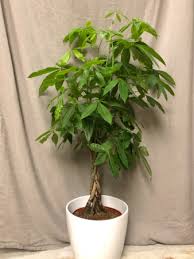 large braided money tree plant in