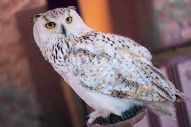 owls in iowa 9 species you must see in