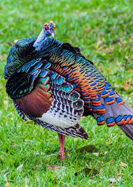 The turkey is a large bird in the genus meleagris, which is native to the americas. 17 Cool Birds That Throw Some Serious Shade Pictures Facts Most Beautiful Birds Colorful Birds Beautiful Birds