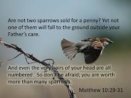 Image result for matthew 10:29