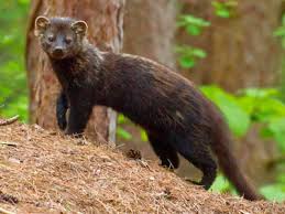 Fisher cats are found seldom here on the coast of maine because they are so reclusive the fisher is the second largest member of the weasel family found in massachusetts; About Fishers