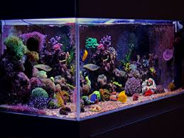 Setting Up A Reef Tank Complete Guide