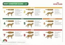 Royal Canin Dog Weight Chart Www Bedowntowndaytona Com
