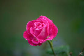 pink rose background high quality