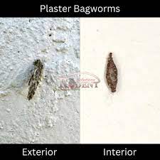 plaster bagworms in sarasota what to