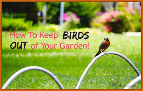 How To Keep Birds Out Of Your Garden