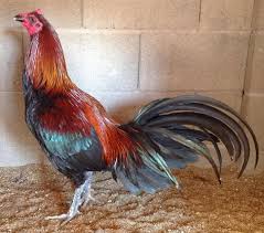 Ayam aduan yang satu ini diketahui memiliki stamina dan pernafasan yang baik. Sabung Ayam Peru Sabung Ayam Nasional Amerika Latin