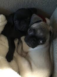 Backy as we call him. Adopted Koa Fawn Pug Puppy In San Diego Ca