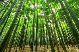 top 5 uses for bamboo plants