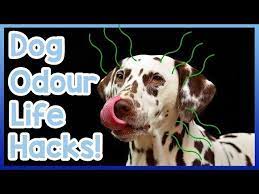 dog smell from your home dog odour
