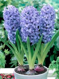 Hyacinth Delft Blue Bluestone