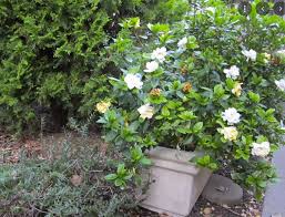Gardenia Plants How To Grow And Care