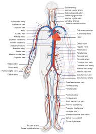 The Cardiovascular System Heart And Blood Medical