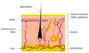 design of in vitro hair follicles for