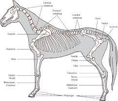 Components Of The Musculoskeletal System Of Horses Horse
