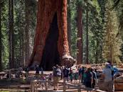 Image result for yosemite national park trees