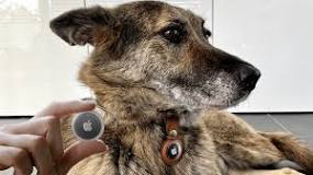 Image result for airtag dog collar