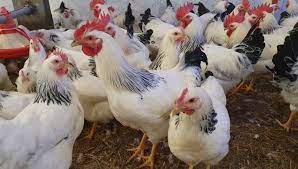 Un nou caz de gripă aviară a fost confirmat în Republica Moldova - Ecopresa
