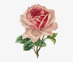 Transparent Vintage Rose For Your Tumblr - Vintage Roses Png Transparent  PNG - 500x627 - Free Download on NicePNG