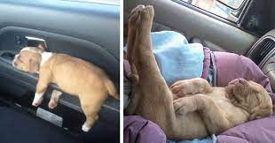 142 puppies that can sleep anywhere and