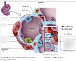 Respiratory Membrane Diagram Quizlet