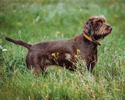 Visit us now to find your dog. Pudelpointer Complete Versatile Dog History And Profile
