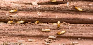termite treatment in organic gardens