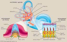 vestibular system anatomy science of
