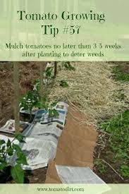 Weeding Tomatoes How To Control Weeds