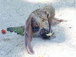 This hummingbird collided with a bee and ended up with it impaled ... via Relatably.com