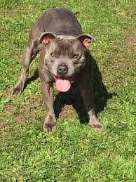Blue staffordshire bull terrier ready for stud £2,000 max is a full pedigree blue staffy, fully inoculated and we have had him since he was 8 weeks old. Blue Staffordshire Bull Terrier Stud Dog Home Facebook