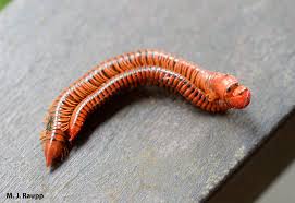 nemesis giant centipedes chilipoda