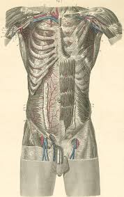 The torso or trunk is an anatomical term for the central part, or core, of many. Anatomy Atlases Atlas Of Human Anatomy Plate 18 Figure 1