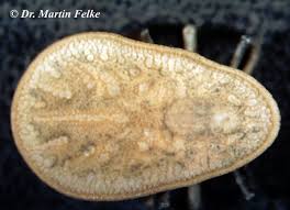 Die etwas kugelförmigen messingkäfer (niptus hololeucus) erinnern an eine spinne und werden zwischen 2,5 und 4,5 millimeter groß. Taubenzecke Mf Schadlingsbekampfung