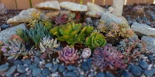 8 Beautiful Succulent Rock Garden Ideas