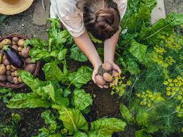 The Art Of Gardening Cultivating