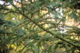 how to grow and care for a tamarack tree