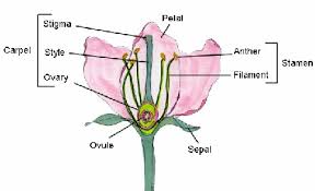 This is made up of the stigma, style, and the ovary. Flower Structure And Pollination